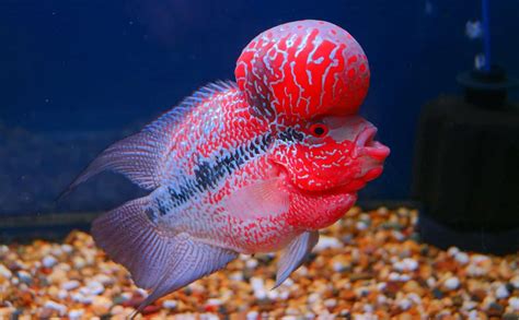 flowerhorn fish price|Flowerhorn Cichlids For Sale: Flowerhorn Breeds, Luohan Fish, .